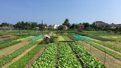 茶桂蔬菜村